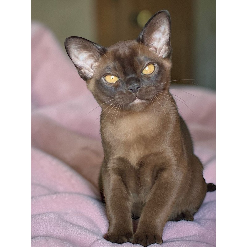 Burmese NOV Ray