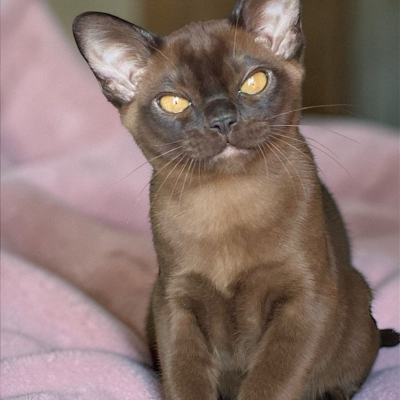 Burmese NOV Ray