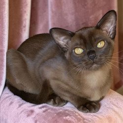 Burmese NOV Roza