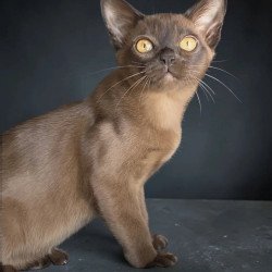Burmese NOV Roza