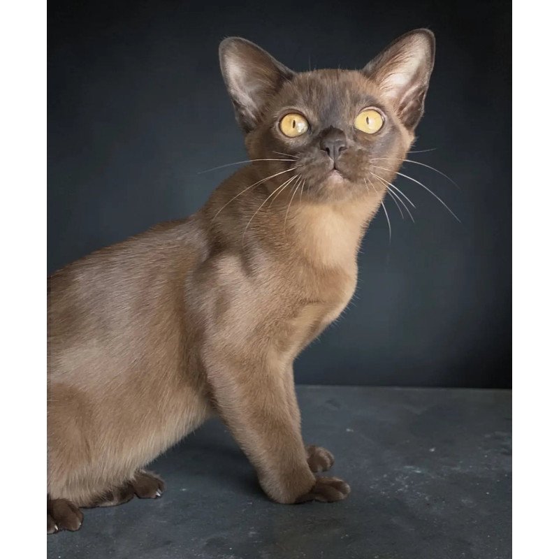 Burmese NOV Roza