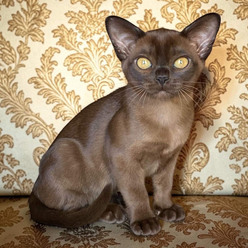 Burmese NOV Roza
