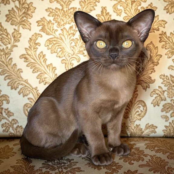 Burmese NOV Roza