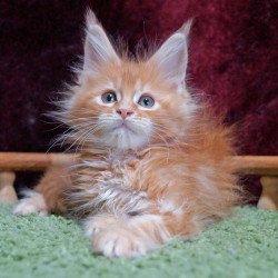 Maine Coon EZ Orel