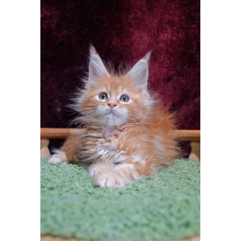 Maine Coon EZ Orel