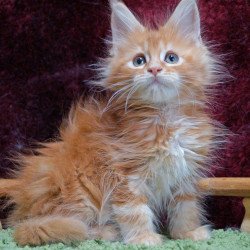 Maine Coon EZ Orel