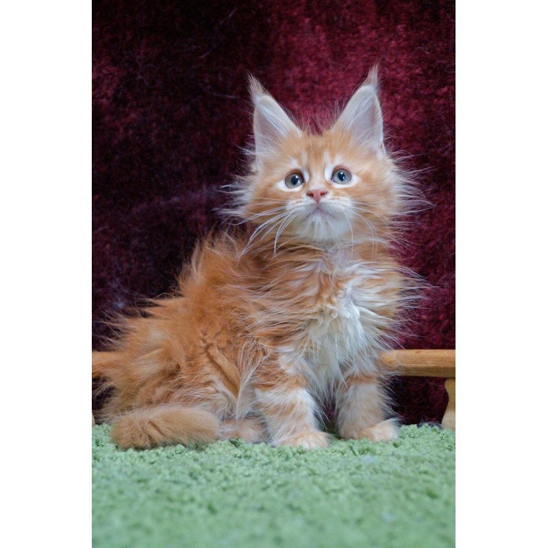 Maine Coon EZ Orel