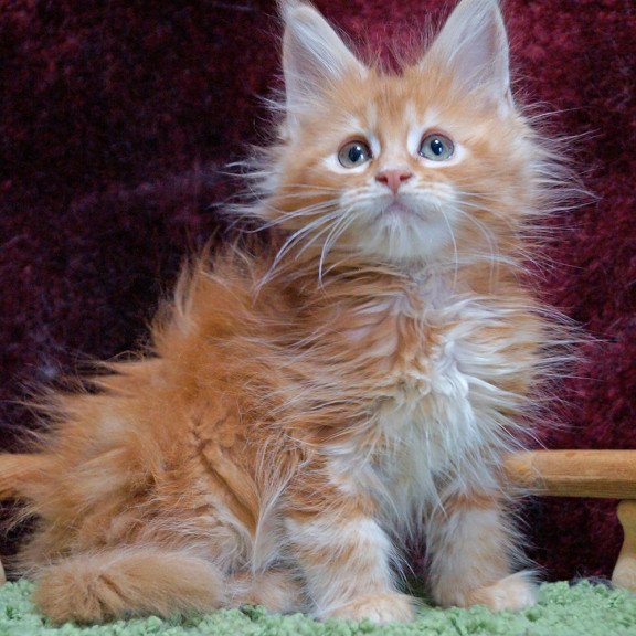 Maine Coon EZ Orel