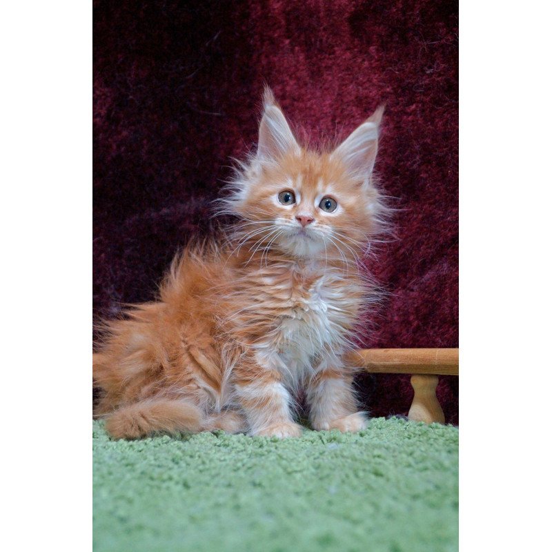 Maine Coon EZ Orel