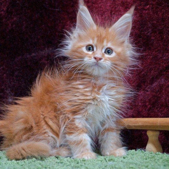 Maine Coon EZ Orel