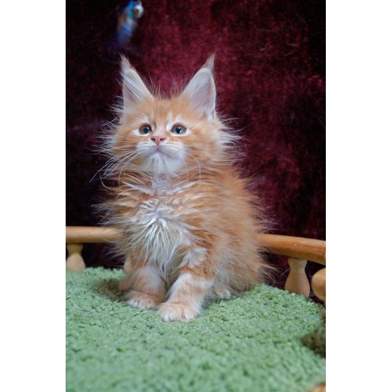 Maine Coon EZ Orel