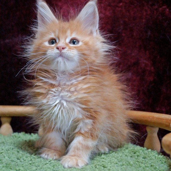 Maine Coon EZ Orel