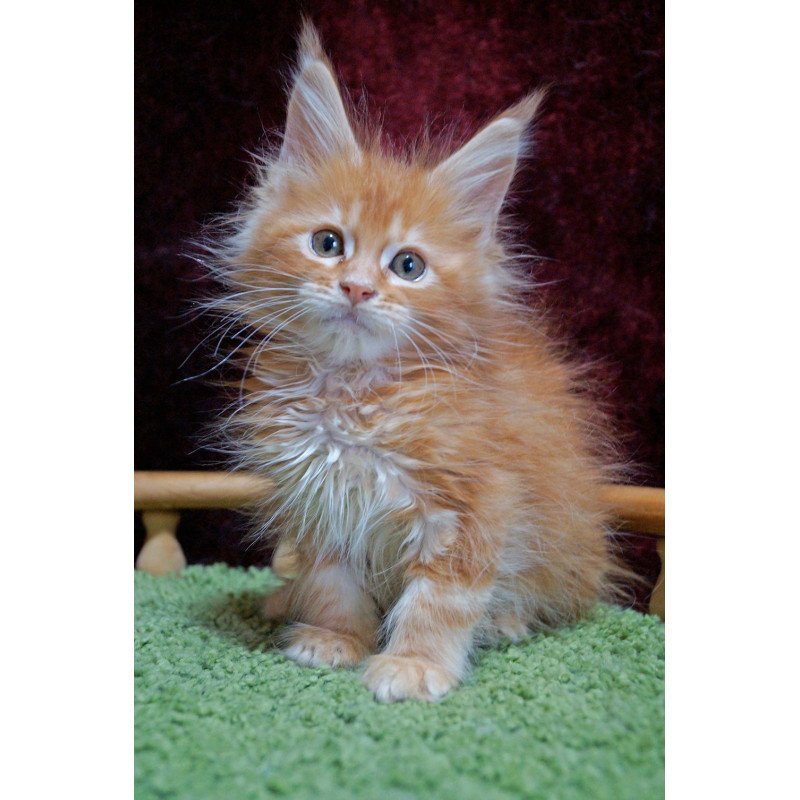 Maine Coon EZ Orel