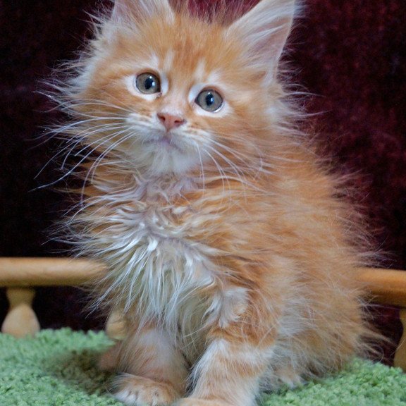 Maine Coon EZ Orel
