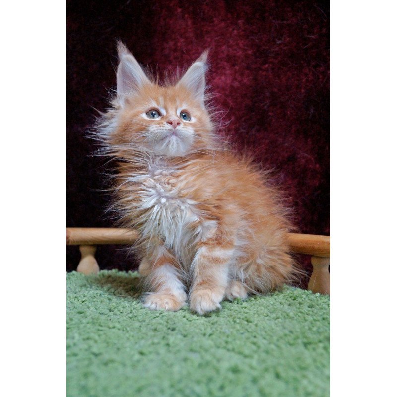 Maine Coon EZ Orel