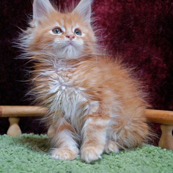 Maine Coon EZ Orel