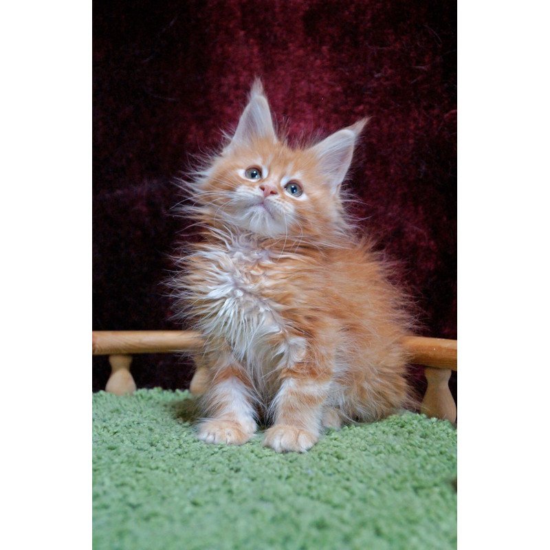 Maine Coon EZ Orel