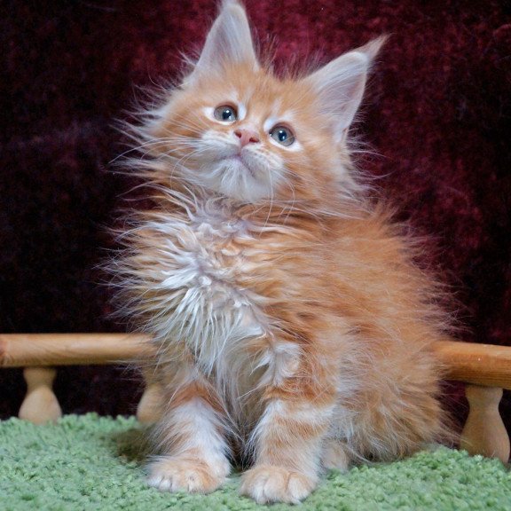 Maine Coon EZ Orel
