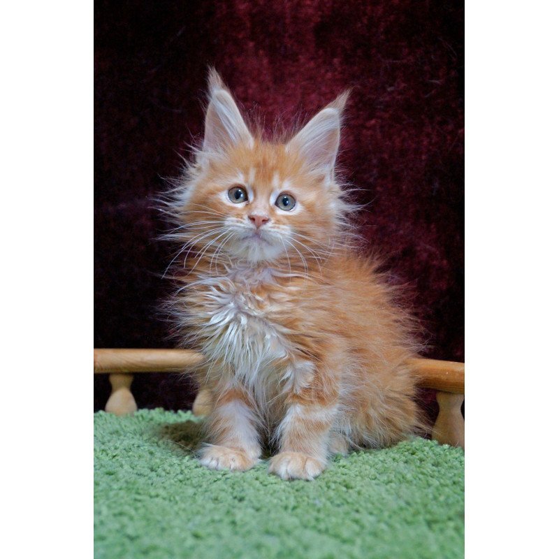 Maine Coon EZ Orel