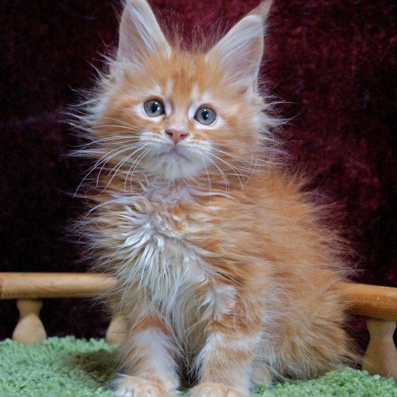 Maine Coon EZ Orel