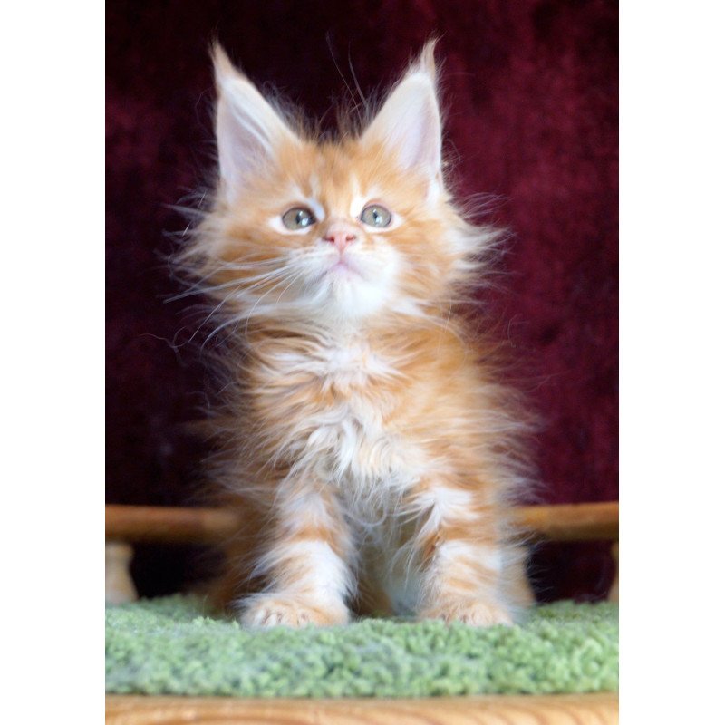 Maine Coon EZ Orlenok