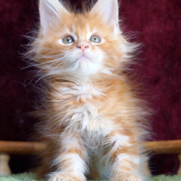 Maine Coon EZ Orlenok