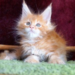 Maine Coon EZ Orlenok