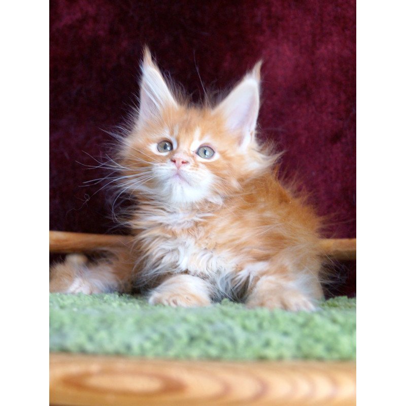 Maine Coon EZ Orlenok
