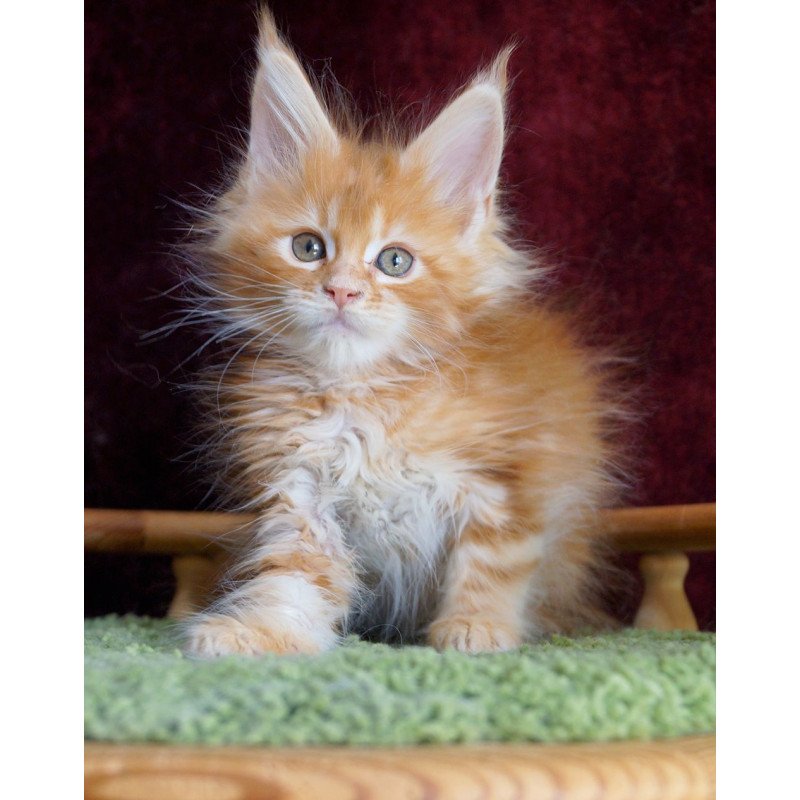 Maine Coon EZ Orlenok