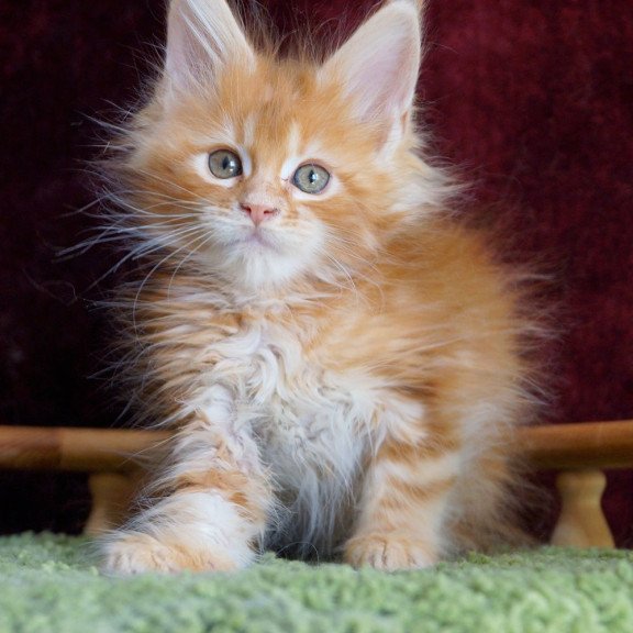 Maine Coon EZ Orlenok