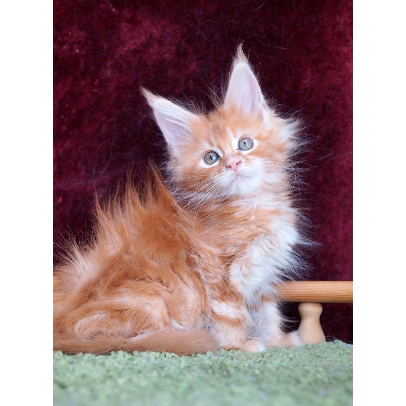 Maine Coon EZ Orlenok