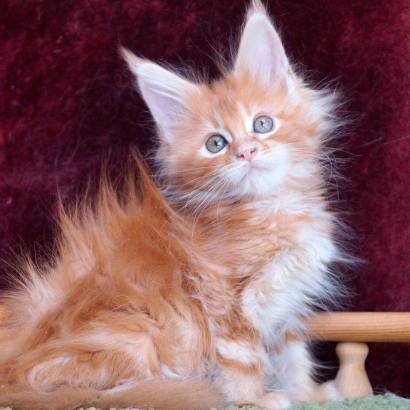 Maine Coon EZ Orlenok