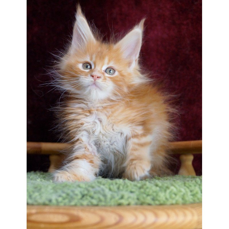 Maine Coon EZ Orlenok