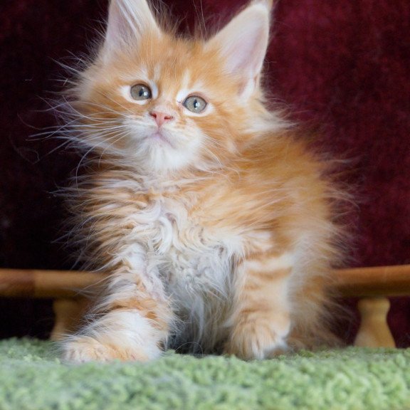 Maine Coon EZ Orlenok