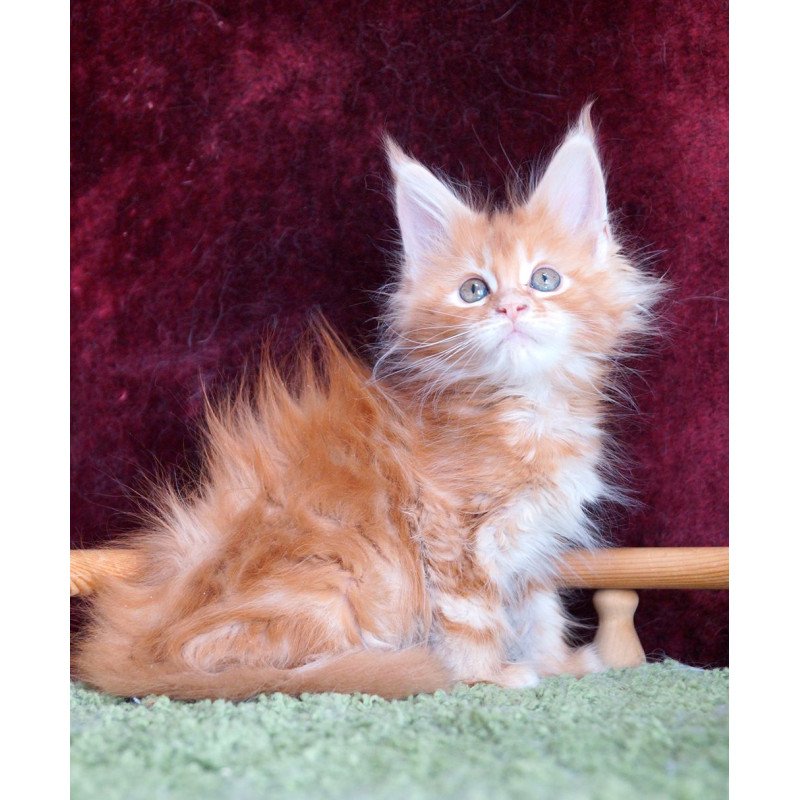 Maine Coon EZ Orlenok