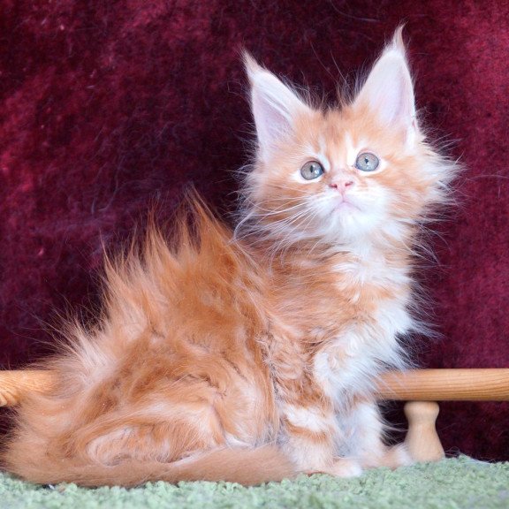 Maine Coon EZ Orlenok