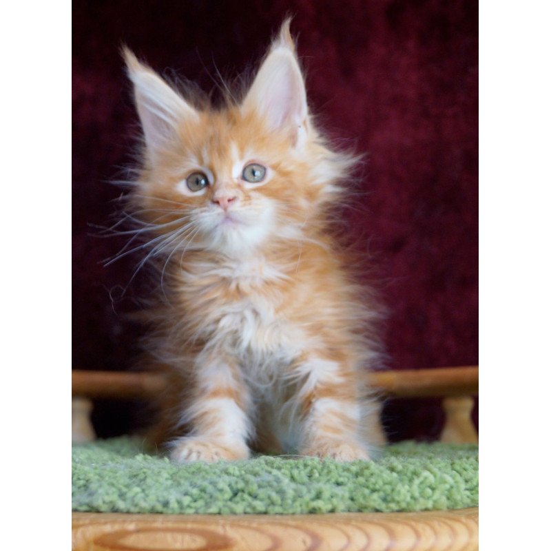 Maine Coon EZ Orlenok