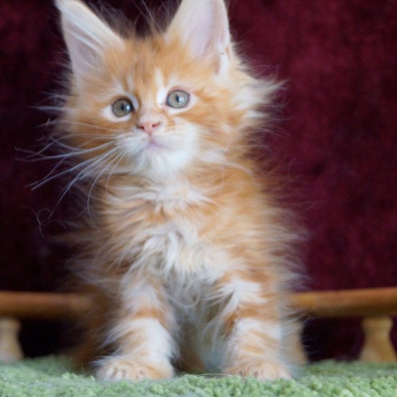 Maine Coon EZ Orlenok