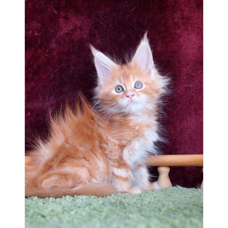 Maine Coon EZ Orlenok