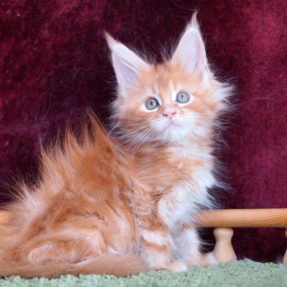 Maine Coon EZ Orlenok