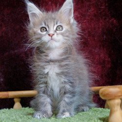 Maine Coon EZ Ofeliya