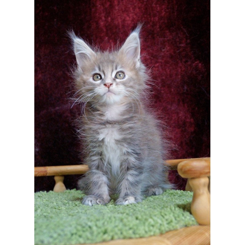 Maine Coon EZ Ofeliya