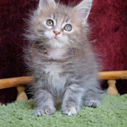 Maine Coon EZ Ofeliya