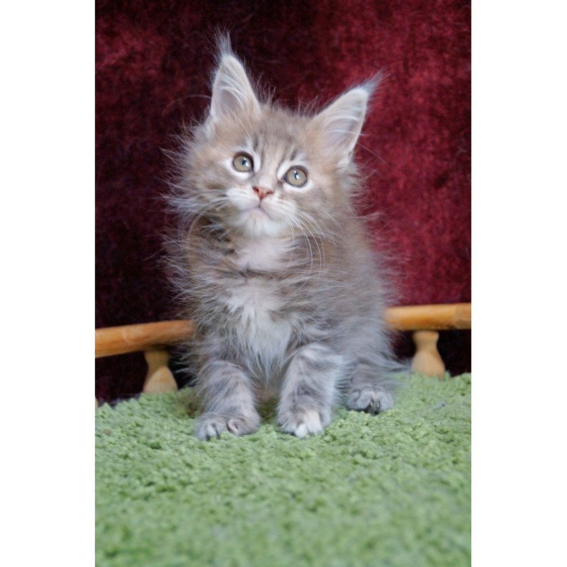 Maine Coon EZ Ofeliya