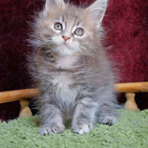 Maine Coon EZ Ofeliya