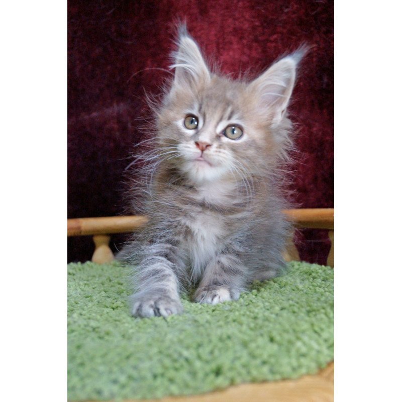 Maine Coon EZ Ofeliya