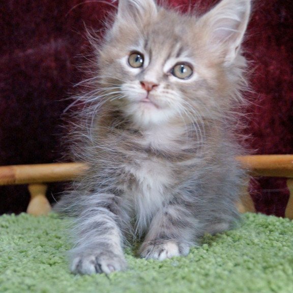 Maine Coon EZ Ofeliya