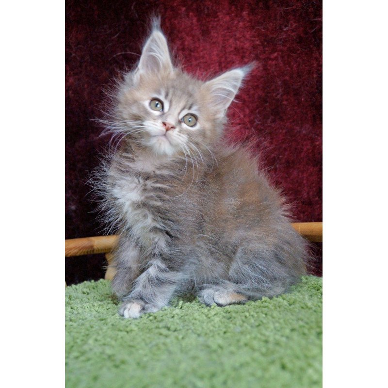 Maine Coon EZ Ofeliya