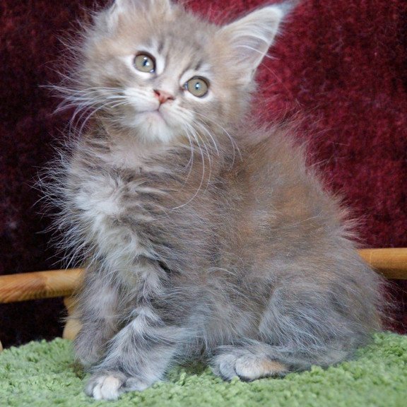 Maine Coon EZ Ofeliya