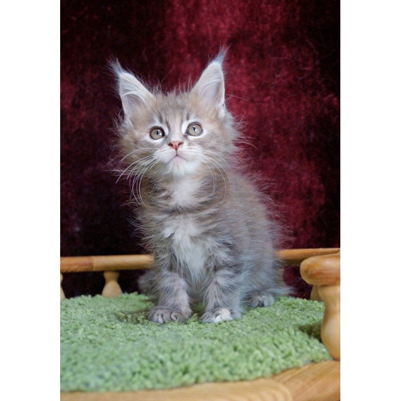Maine Coon EZ Ofeliya